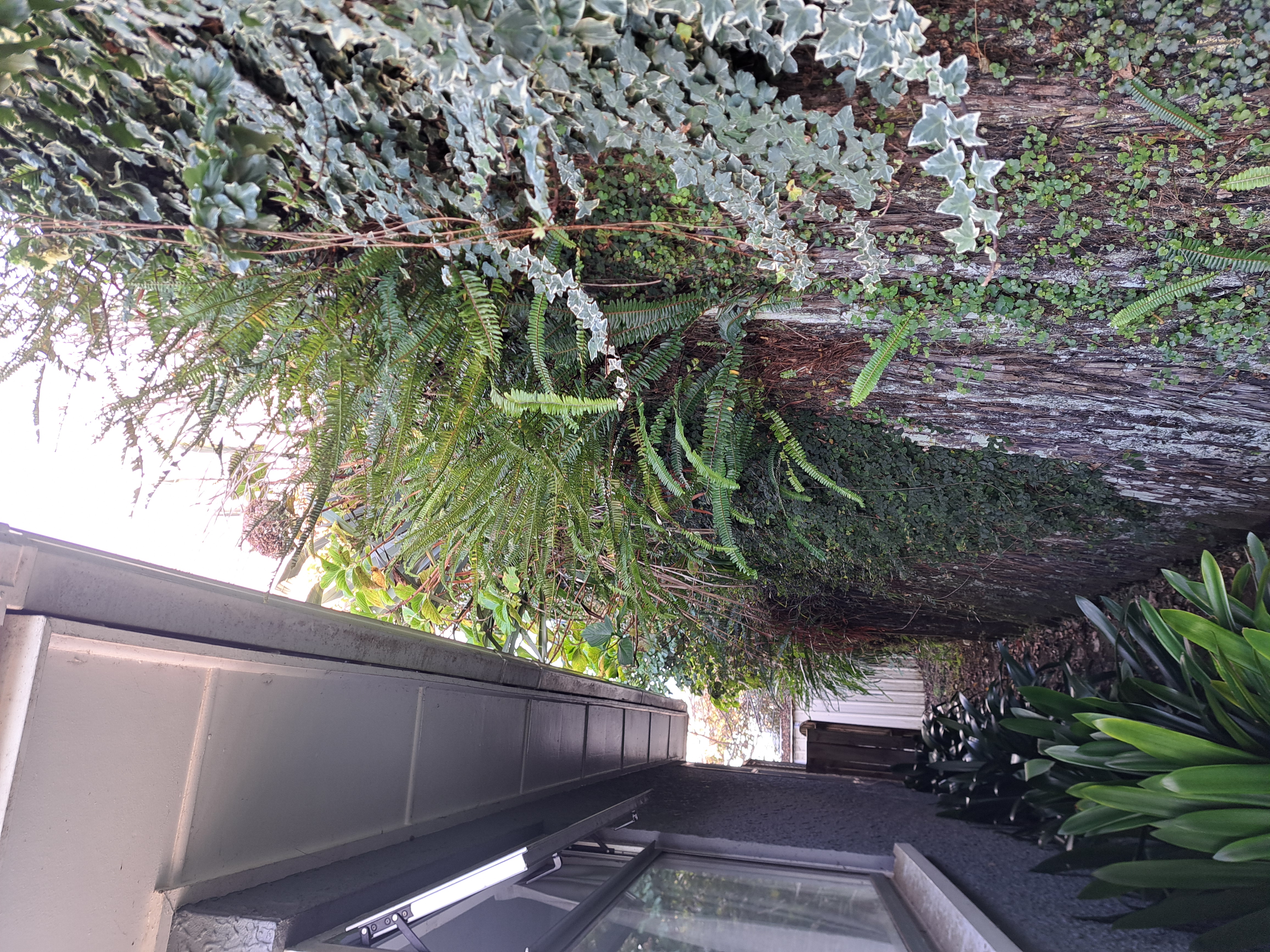 Description of before photo 1