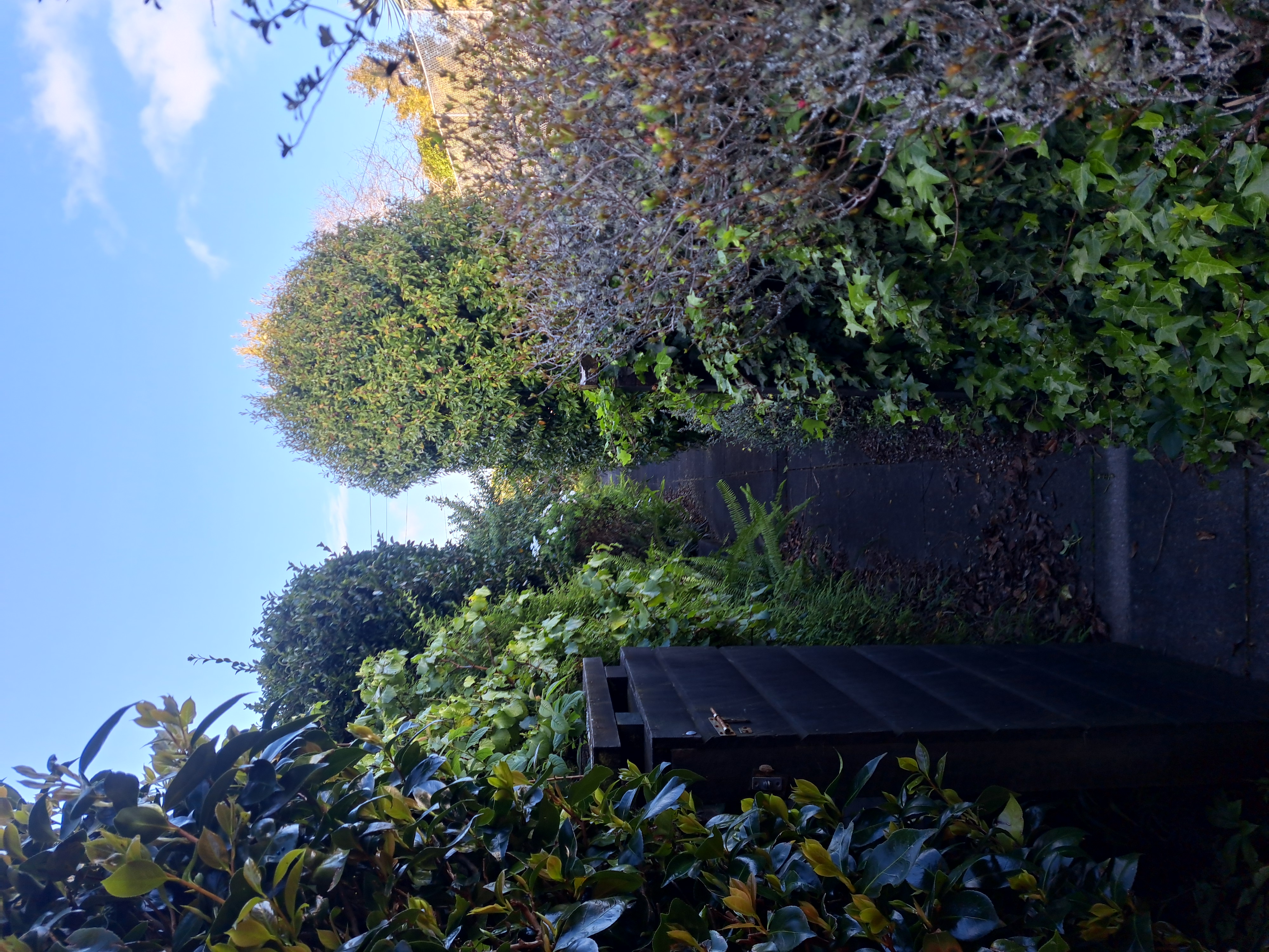 Overgrown and messy backyard before landscaping